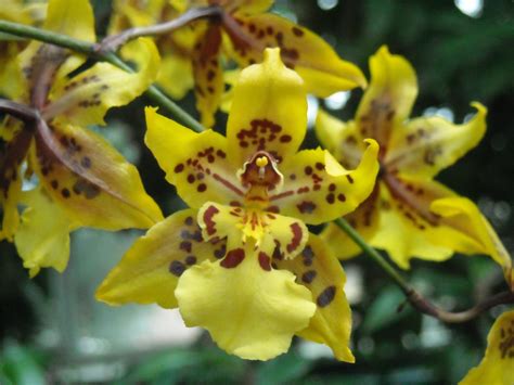 Dancing Lady Orchids | DANCING PERFECTLY FREE