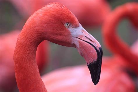 Fapte fascinante despre Flamingo