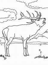 Elk Head Coloring Pages sketch template