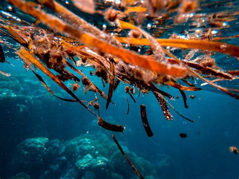 The Different Types Of Seaweeds