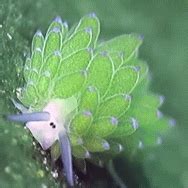 Center of the sunbeam light show flower seed — Leaf Sheep Sea Slug (Costasiella kuroshimae)