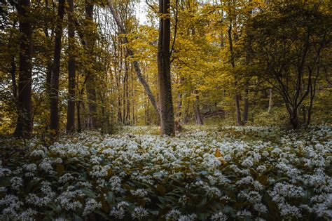 Photographing in a foggy forest — Dedication Photography