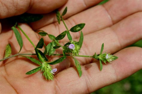 Justicia procumbens L. | Rawang, Selangor, Malaysia. Justici… | Flickr