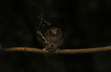 Birding Berrien and Beyond: Oilbird