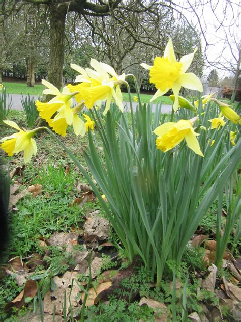 Daffodil | Plant-Lore