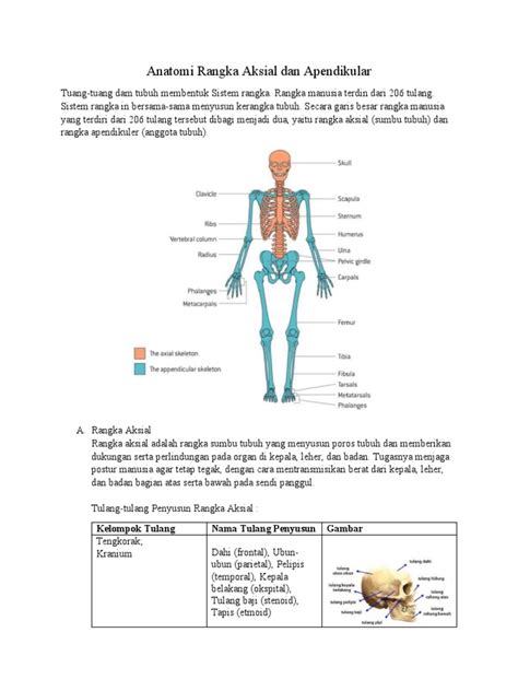 Anatomi Rangka Aksial Dan Apendikular | PDF