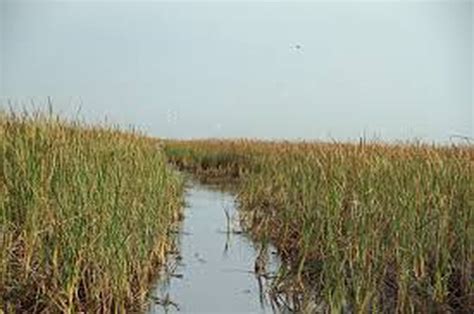 Geology and Landforms - Everglades National Park