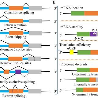 Pre-mRNA splicing process of plants. In plants, most coding sequences... | Download Scientific ...