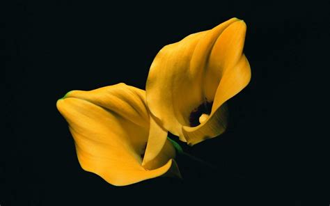 lilies, Yellow Flowers, Flowers, Black Background Wallpapers HD ...