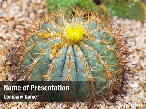 Echeveria succulent plants nursery greenhouse PowerPoint Template ...