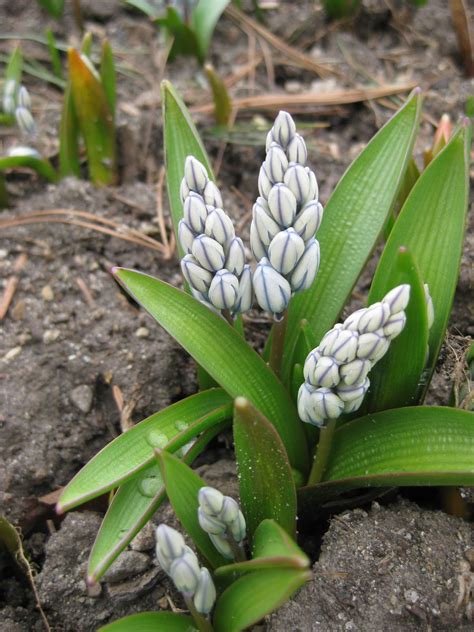 Striped Squill (Puschkinia) | Rotary Botanical Gardens