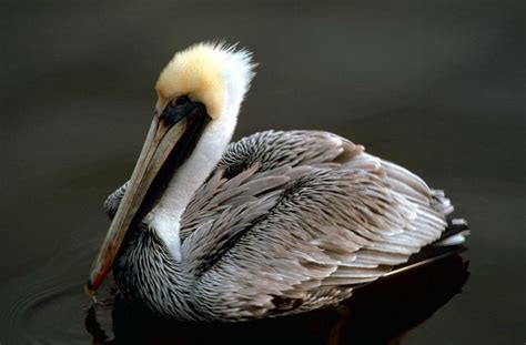 Free picture: brown, pelican, pelecanus occidentalis