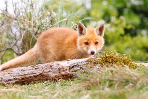 What Is a Baby Fox Called? — Baby Fox Name, Facts & Pictures