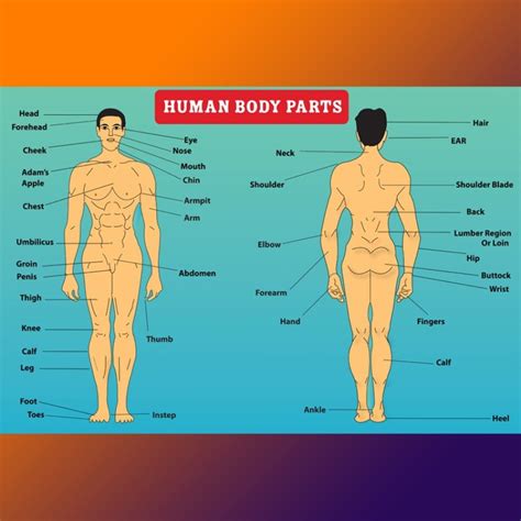 Vice dettagli Modificare picture of human body parts with names Dieci ascoltatore autorità