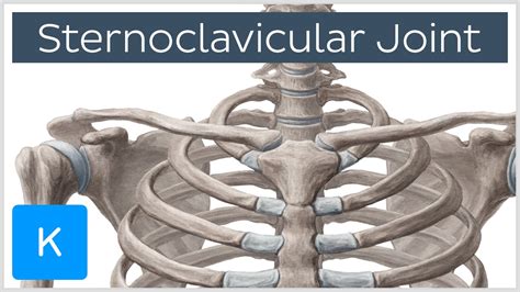 Sternoclavicular Joint - Location & Movements - Human Anatomy | Kenhub - YouTube