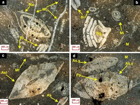 Representative micrographs depicting foraminiferal wackestone ...