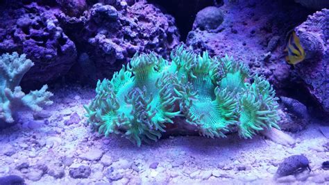 unhappy elegance coral | Reef2Reef