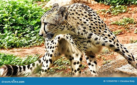 Cheetah Spots Stock Images - Download 3,496 Photos