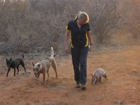 This Orphaned Baby Aardvark Is Convinced He's A Dog — And No One Wants To Break The News To Him ...