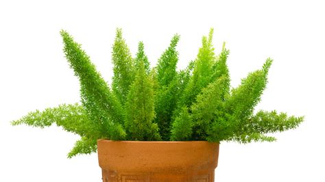 How To Successfully Grow An Asparagus Fern