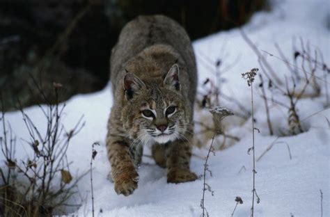 √ Michigan Bobcat Hunting Season - Alumn Photograph