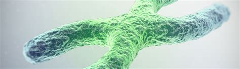 Genetics & Evolution of Longevity | Center for Aging and Longevity Studies (CALS) | Neuroscience ...