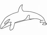 Free Printable Killer Whale Coloring Page  sketch template
