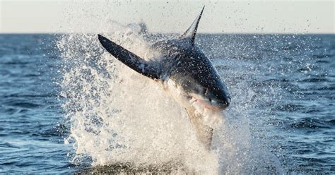 Shark Attacks of 2023: Reliving the Most Brutal Incidents