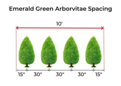 Emerald Green arborvitae spacing Planning your hedge for opt