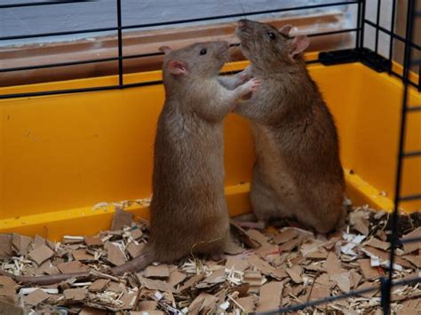 Are My Rats Playing or Fighting? Understanding Rat Behavior