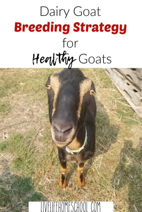 Our Dairy Goat Breeding Tips and Schedule | Live, Life, Homeschool