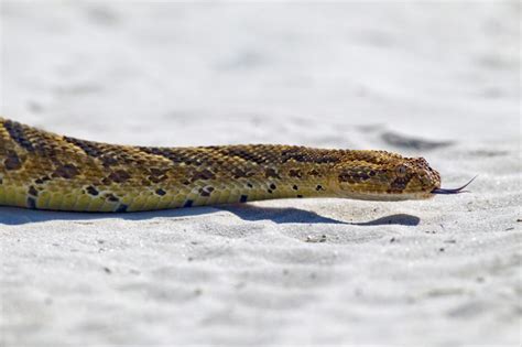 Puff-Adder_4392 – Chris Hill Wildlife Photography