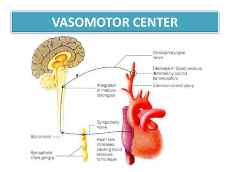 PPT - BRAIN STEM FUNCTIONS PowerPoint Presentation - ID:2325281