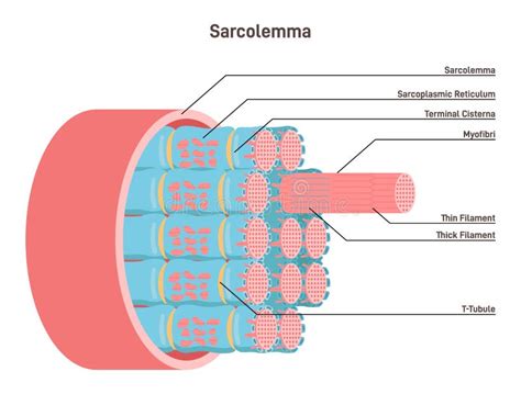 Sarcolemma, Structure of Muscle Fiber. Educational Closeup Anatomical ...