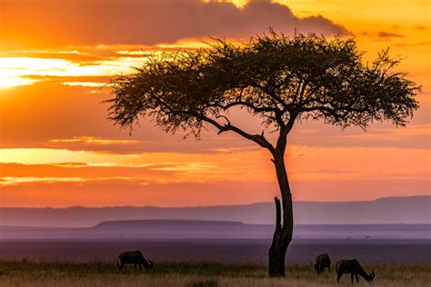 Maasai Mara National Park Reserve MagicalKenya Sunset & Sunrise ...