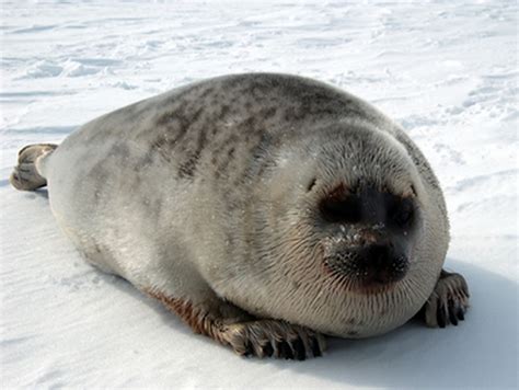 NOAA Fisheries Proposes Arctic Ring Seal Critical Habitat | Alaska Native News