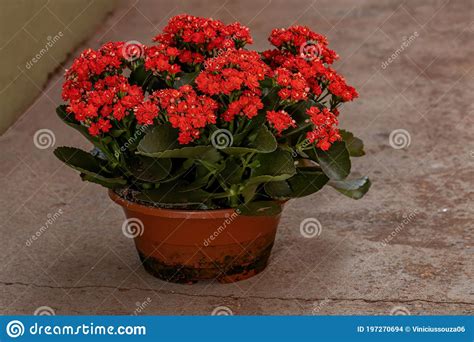 Flaming Katy stock photo. Image of crassulaceae, botanical - 197270694