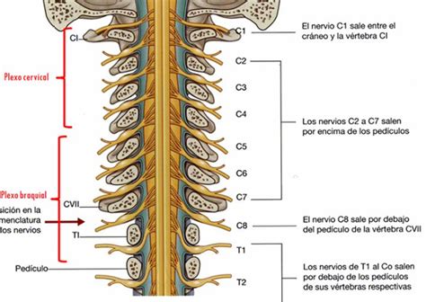 Nervios cervicales o nervios raquídeos cervicales | Dolopedia