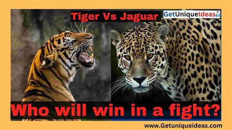 Tiger Vs. Jaguar: Who will win in a fight? - GetUniqueIdeas