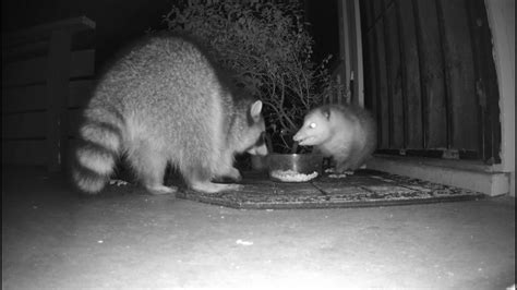 Opossum meets Raccoon 3 - YouTube