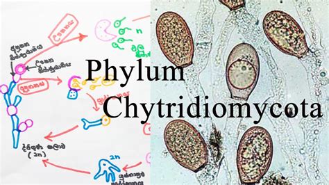 Kingdom Fungi | Chytridiomycota වංශය | AL biology lessons in sinhala - biology - YouTube