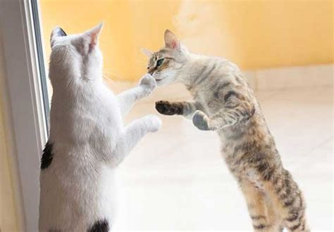 Bonded Cats - How To Tell If Two Cats Are Bonded? | ZooAwesome