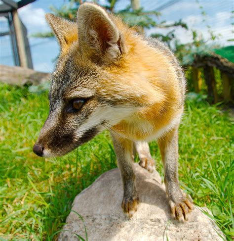 Gray Fox (Urocyon cinereoargenteus) | Starmind Conservation