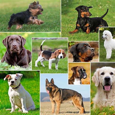 The Most Popular Dog Breeds in the U.S. | Adventure Companion ...