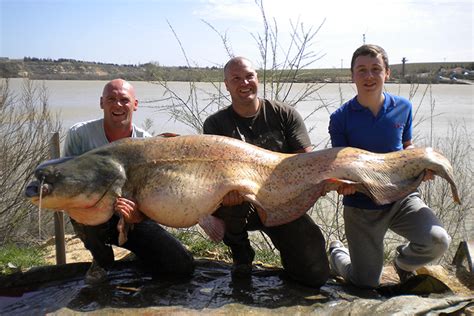 Wels Catfish | Species Spotlight | Sportquest Holidays