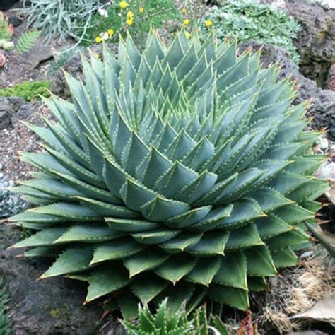 5PCS Aloe polyphylla Seeds Amazing Courtyard Plant | eBay