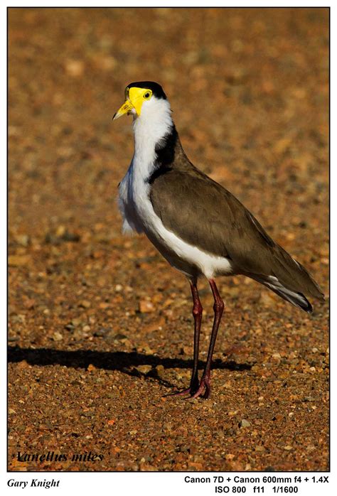 Australian Resident Shorebirds - Oz Outdoor Photography AustraliaOz Outdoor Photography Australia