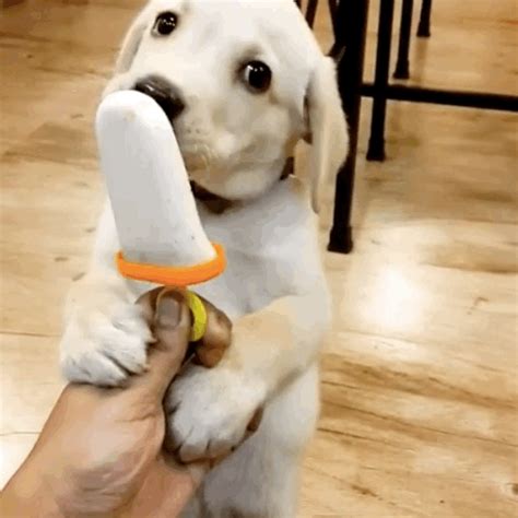 Take Just 13 Seconds From Your Day To Watch This Adorable Puppy Enjoying A "Pupsicle"