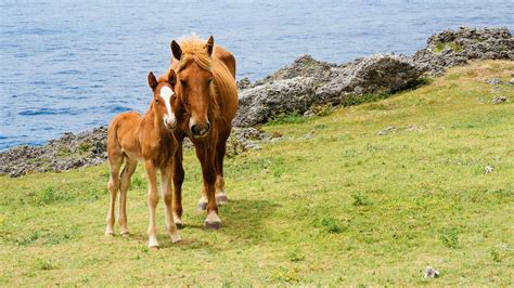 Horses on Yonaguni Island, Okinawa, Japan | Windows Spotlight Images