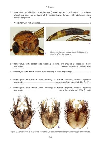 Fungus gnats (Diptera: Mycetophilidae, Mycetophilinae (Handbooks for ...